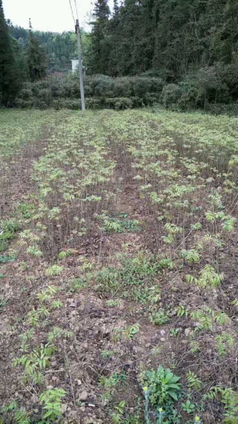 香椿小苗江西香椿小苗大量供应