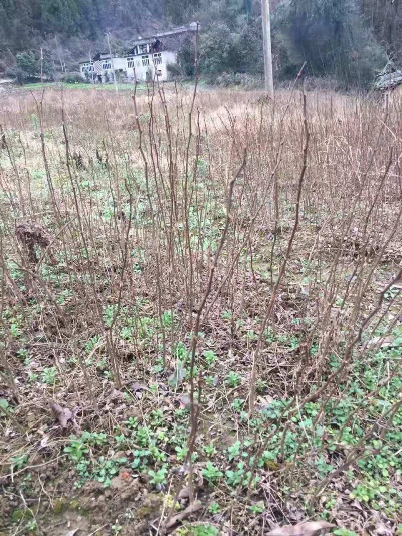 香椿小苗江西香椿小苗大量供应