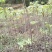 香椿小苗江西香椿小苗大量供应