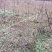 香椿小苗江西香椿小苗大量供应