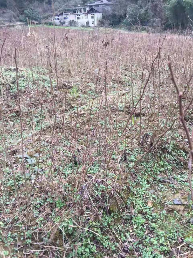 香椿小苗江西香椿小苗大量供应