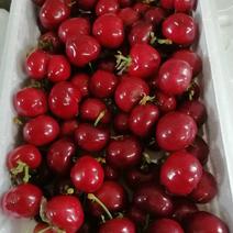 红灯笼大樱桃新鲜上市每天采摘，保证供应，大中小果