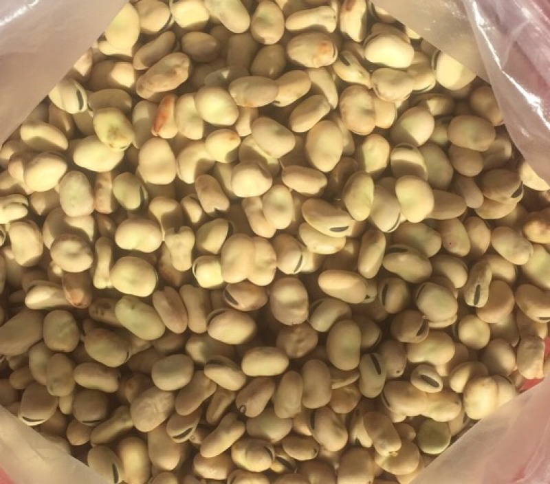 河北张家口崇礼优质蚕豆。基地直销。量大从优。各种规格