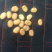 河北张家口崇礼优质蚕豆。基地直销。量大从优。各种规格