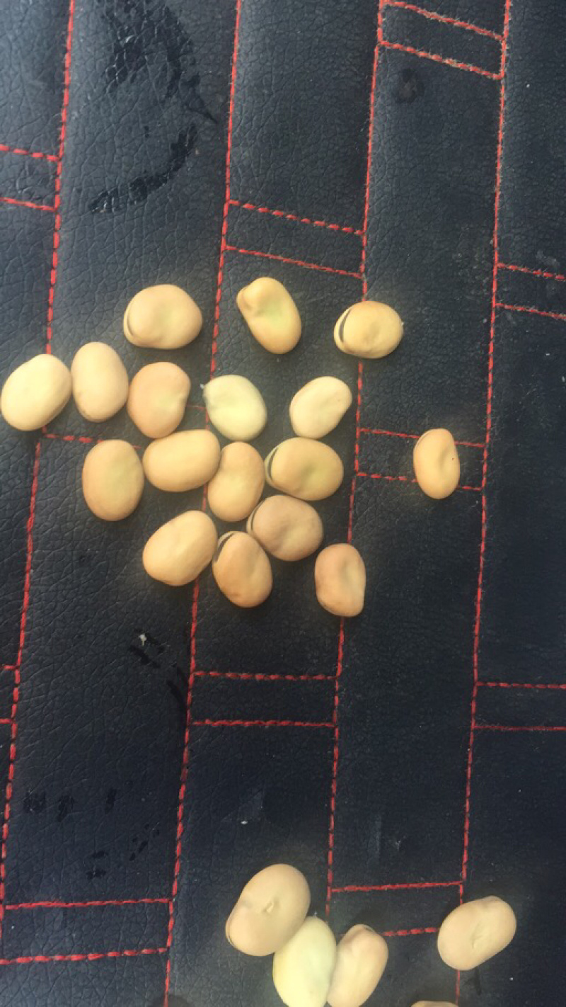 河北张家口崇礼优质蚕豆。基地直销。量大从优。各种规格
