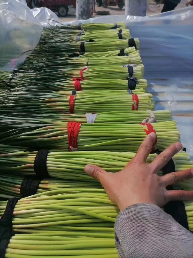 （精品）红帽蒜苔，总长70公分左右，货源充足，产地直销，