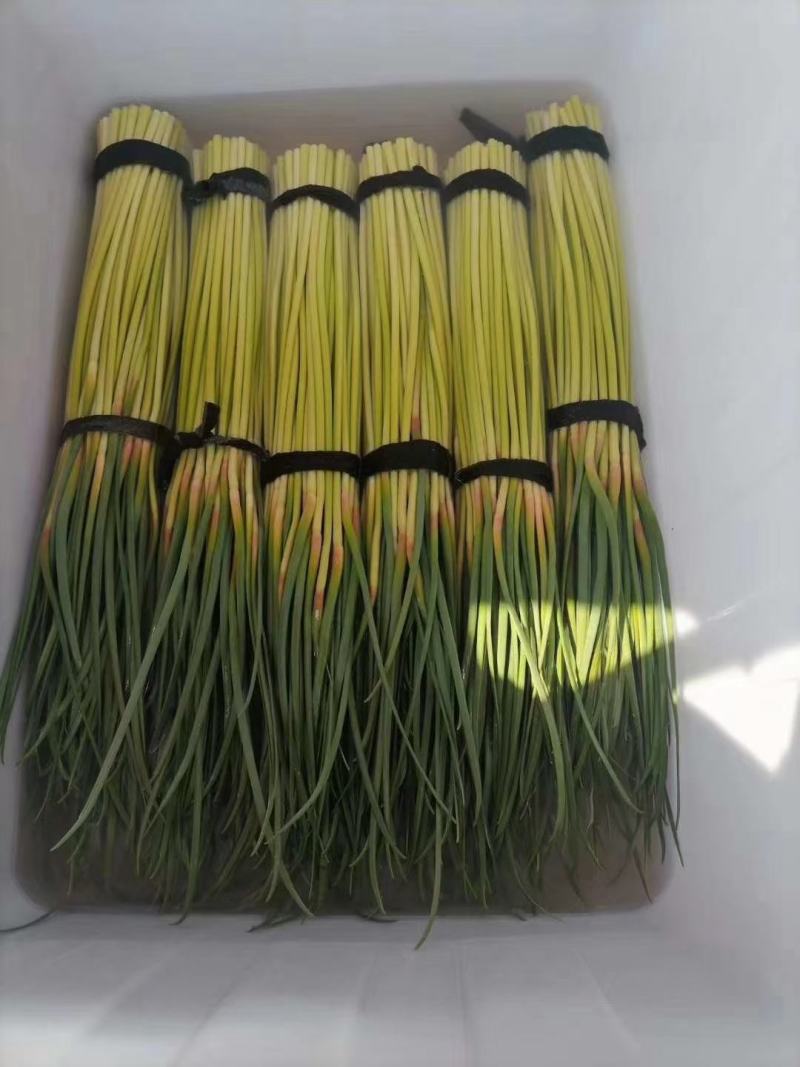 （精品）红帽蒜苔，总长70公分左右，货源充足，产地直销，