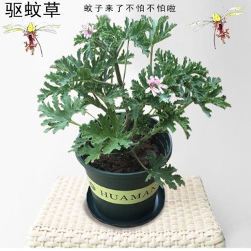 驱蚊草避蚊草防蚊草盆栽春款夏款