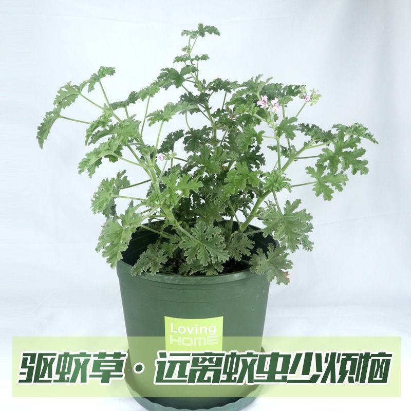 驱蚊草避蚊草防蚊草盆栽春款夏款