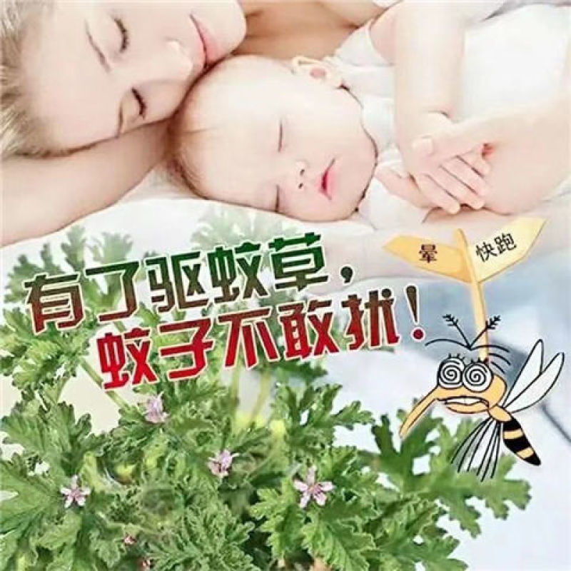 驱蚊草避蚊草防蚊草盆栽春款夏款
