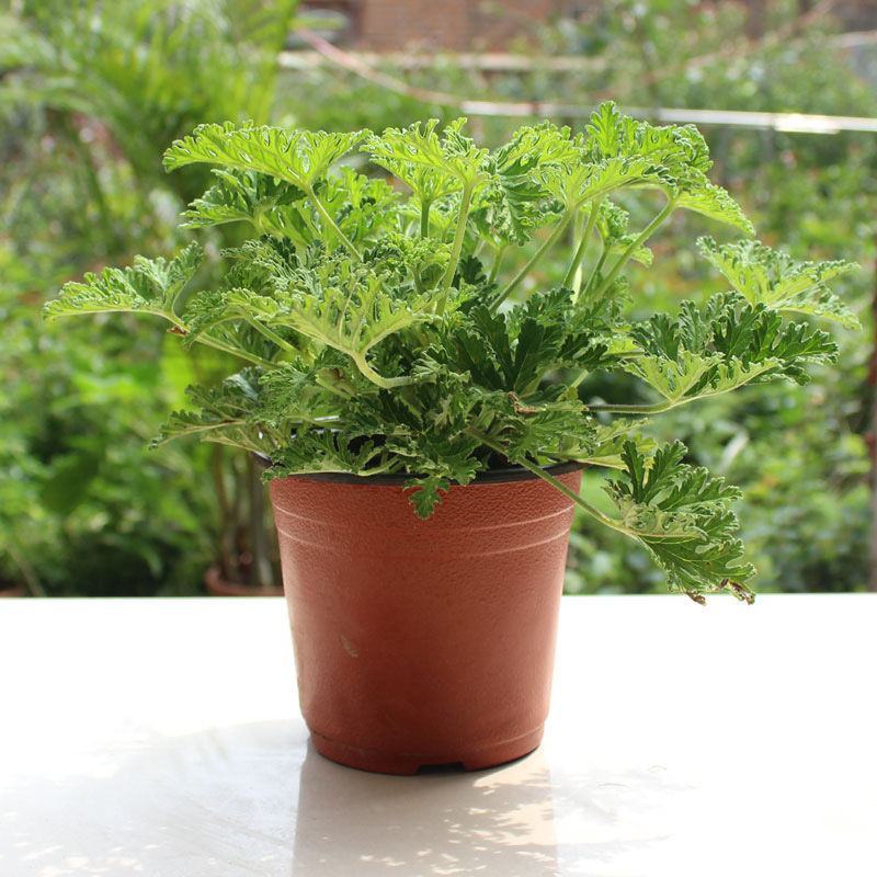 驱蚊草避蚊草防蚊草盆栽春款夏款