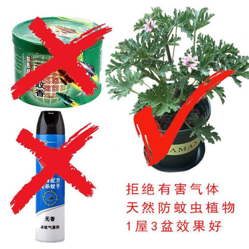 驱蚊草避蚊草防蚊草盆栽春款夏款