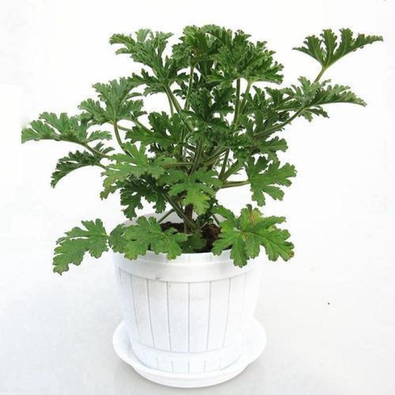 驱蚊草避蚊草防蚊草盆栽春款夏款