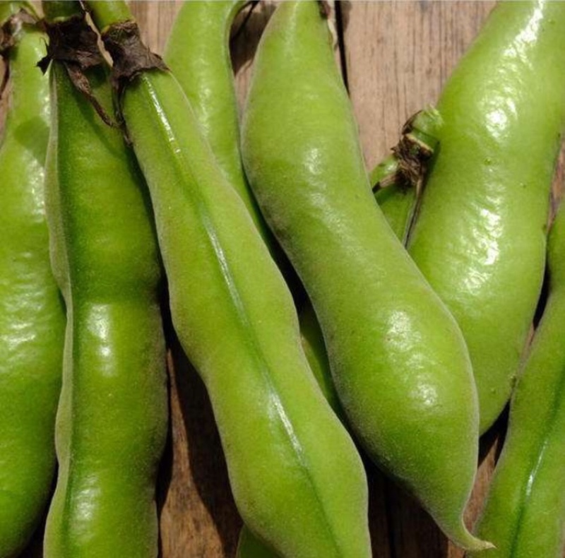 鲜蚕豆张家口崇礼蚕豆、鲜蚕豆新鲜菜豆。口感上等。闷煮炒菜