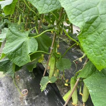 白燕黄瓜无苦味，18公分以下干花带刺