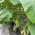 白燕黄瓜无苦味，18公分以下干花带刺
