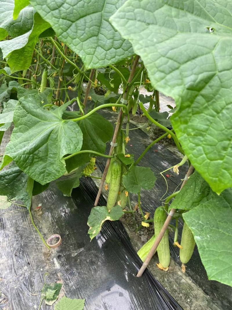 白燕黄瓜无苦味，18公分以下干花带刺