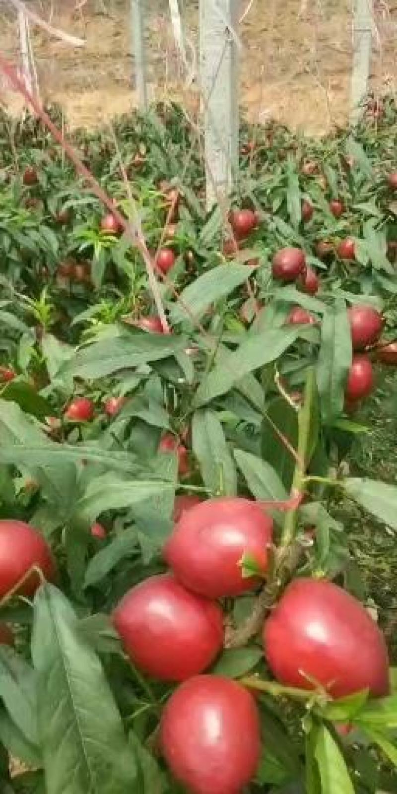 中油5号油桃1两以上，以大量上市