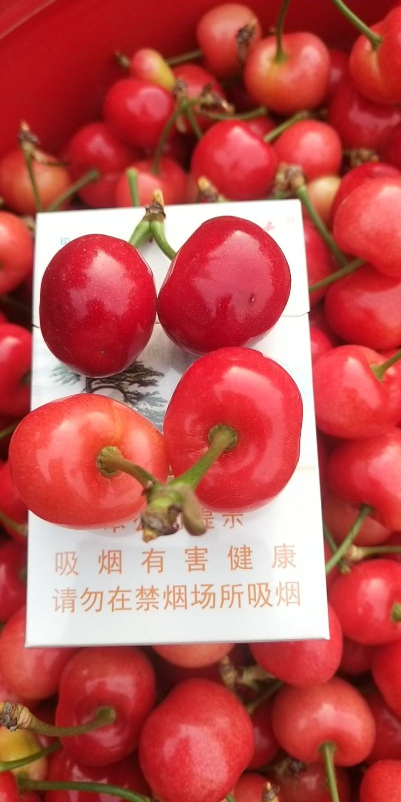 中油5号油桃1两以上，以大量上市