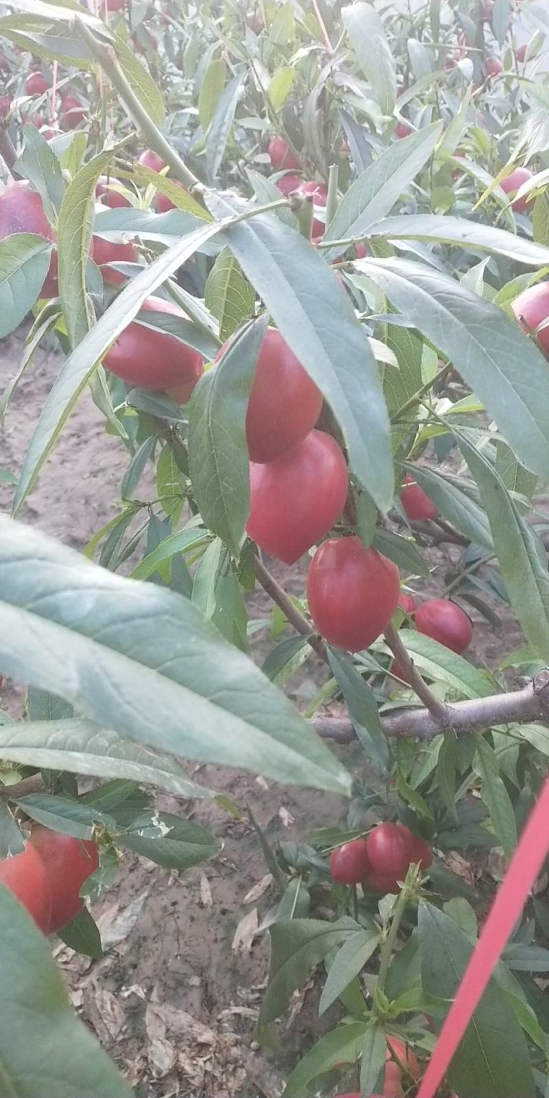 中油5号油桃1两以上，以大量上市