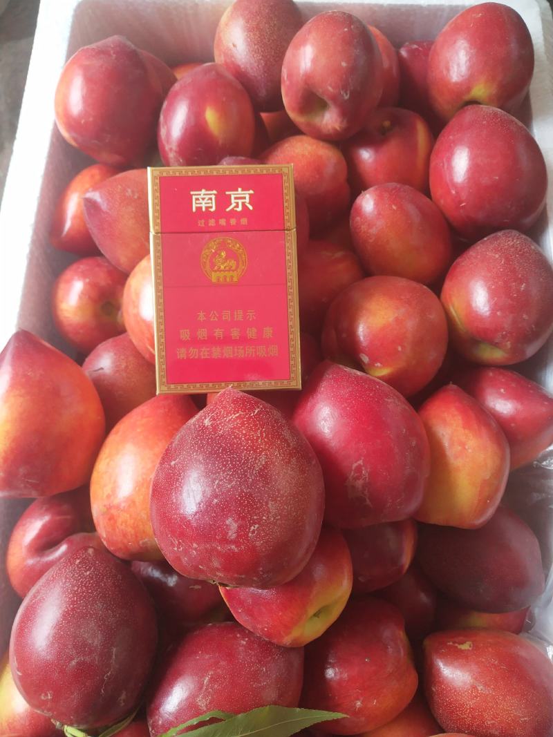 中油5号油桃1两以上，以大量上市