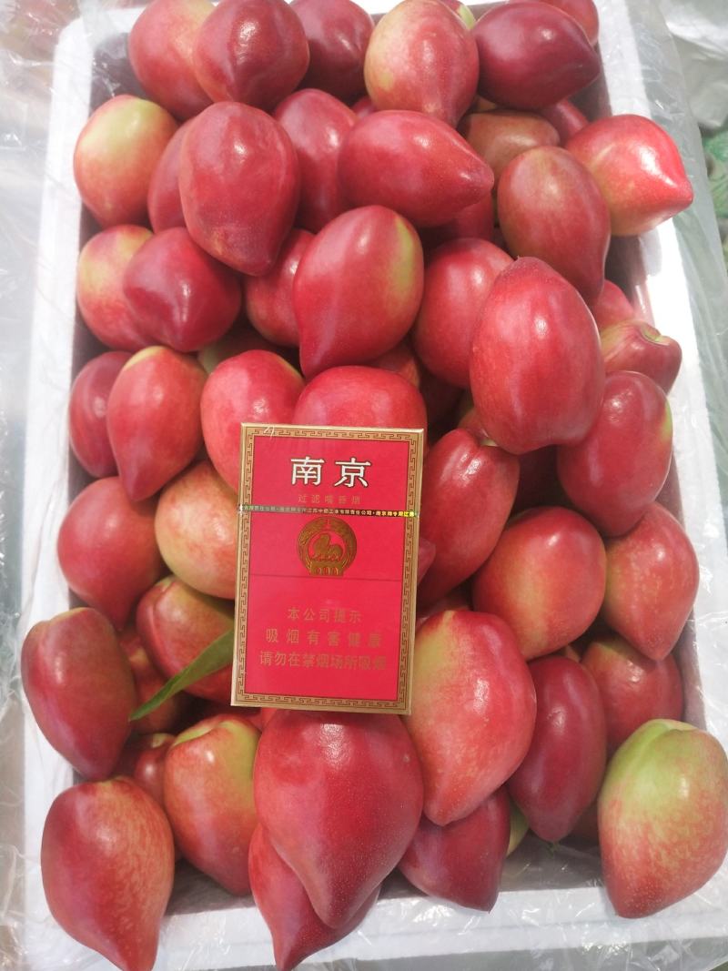 中油5号油桃1两以上，以大量上市
