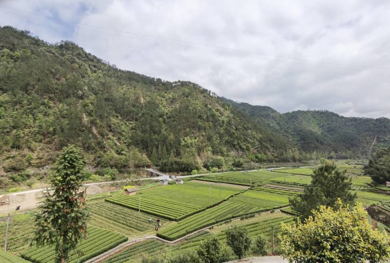 松阳香茶，一款寻常百姓喝的茶，茶如其名，香飘四溢。