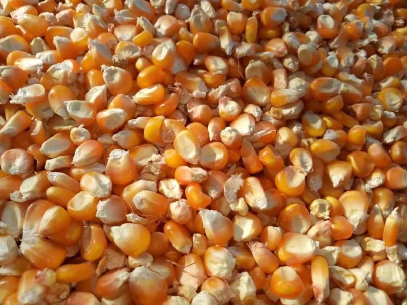 俄罗斯进口二等玉米，水13.5内，容720，霉变小于2