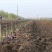 优质芦笋基地直发新鲜采摘，保质保量量大从优