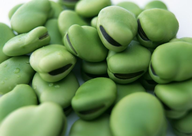 鲜蚕豆张家口崇礼蚕豆、鲜蚕豆新鲜菜豆。口感上等。闷煮炒菜
