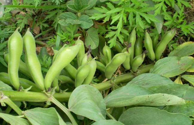 鲜蚕豆张家口崇礼蚕豆、鲜蚕豆新鲜菜豆。口感上等。闷煮炒菜