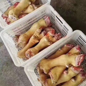 牛蹄，火烧毛大公牛带骨牛蹄，水退牛蹄都有货