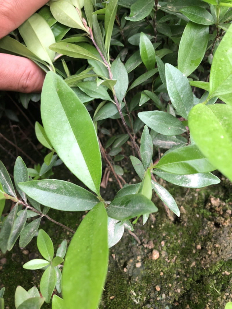 野生桃金娘树苗捻子大苗当年开花结果杯苗可盆栽庭院风景树