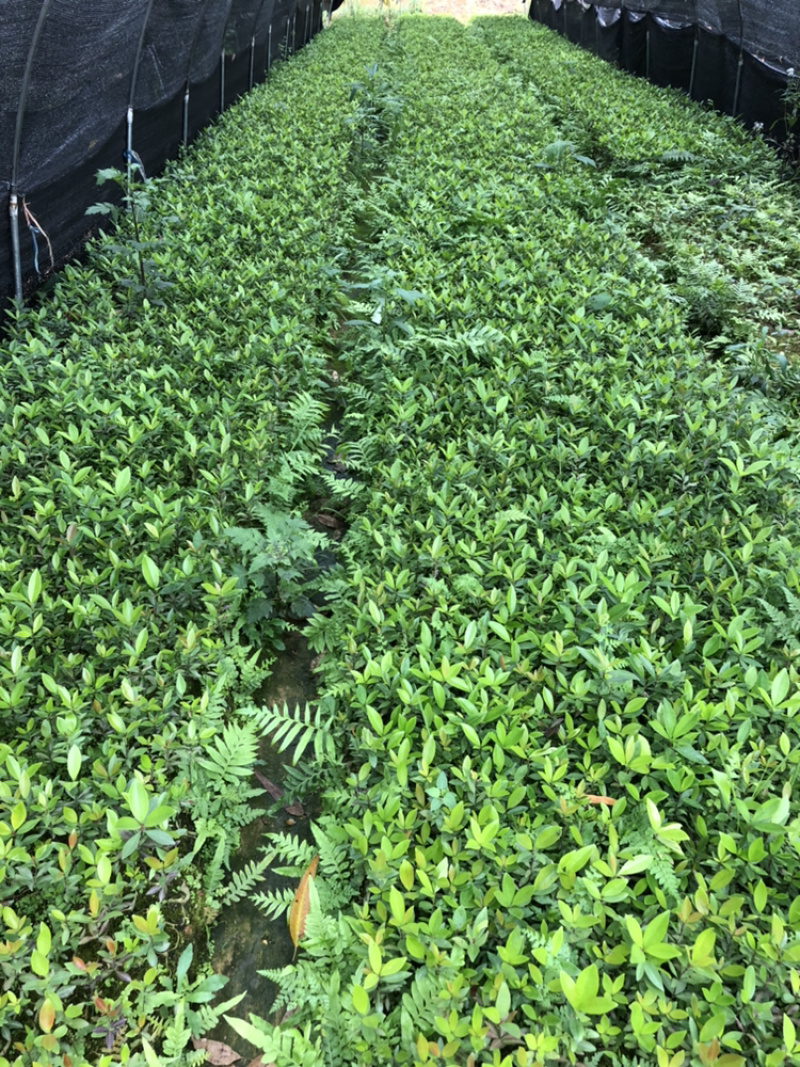 野生桃金娘树苗捻子大苗当年开花结果杯苗可盆栽庭院风景树