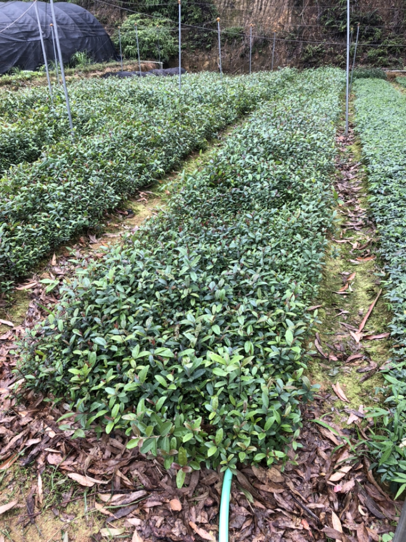 野生桃金娘树苗捻子大苗当年开花结果杯苗可盆栽庭院风景树