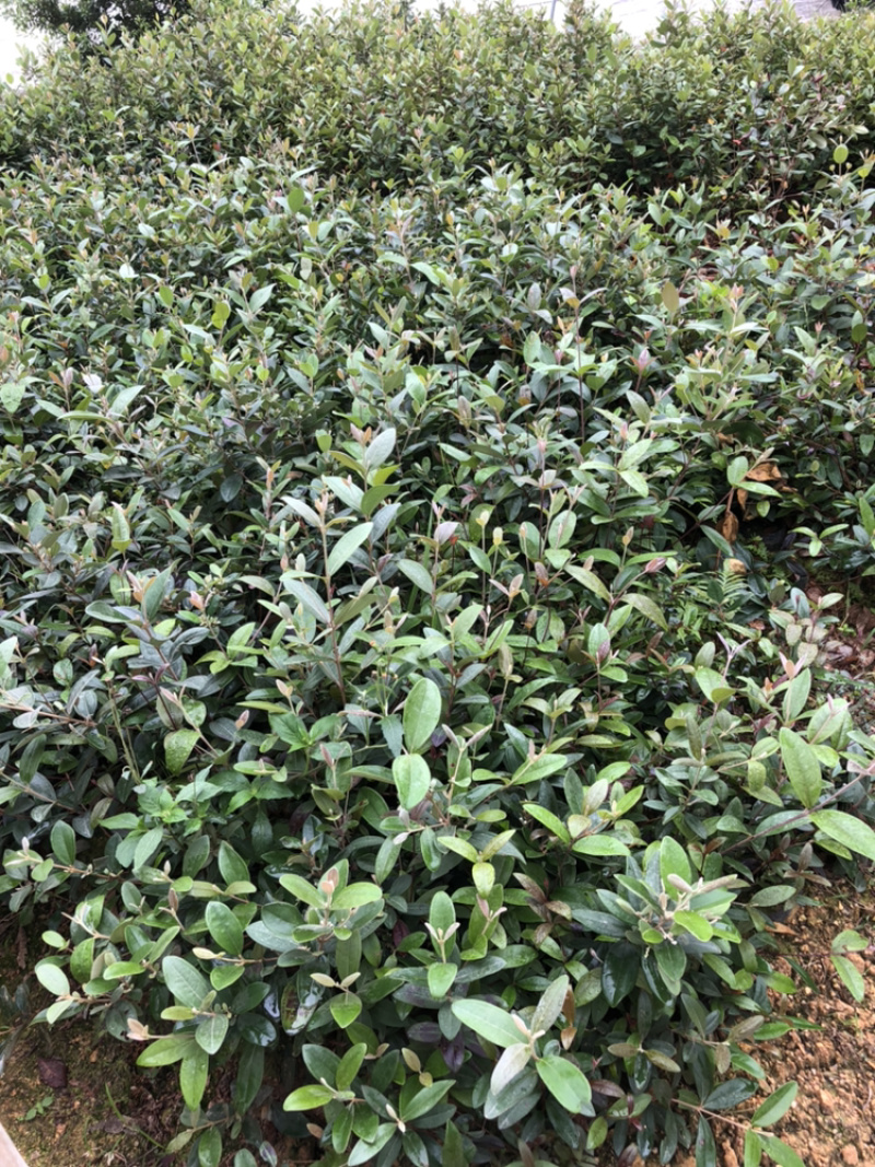 野生桃金娘树苗捻子大苗当年开花结果杯苗可盆栽庭院风景树
