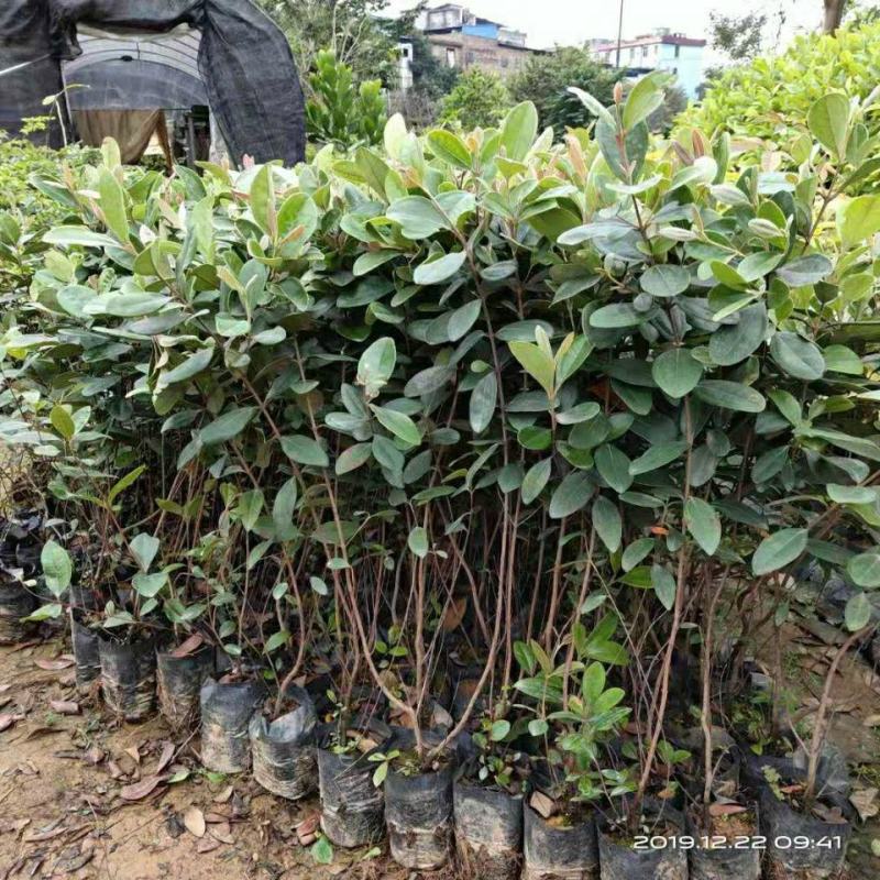桃金娘树苗山捻子苗乌稔种苗盆景地栽室内阳台庭院种植
