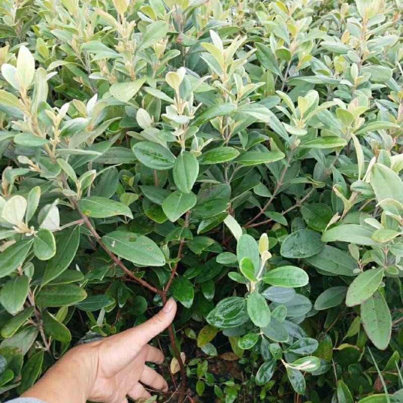 桃金娘树苗山捻子苗乌稔种苗盆景地栽室内阳台庭院种植