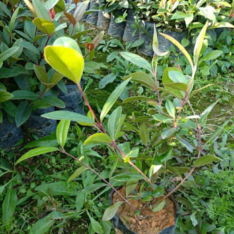 桃金娘树苗山捻子苗乌稔种苗盆景地栽室内阳台庭院种植
