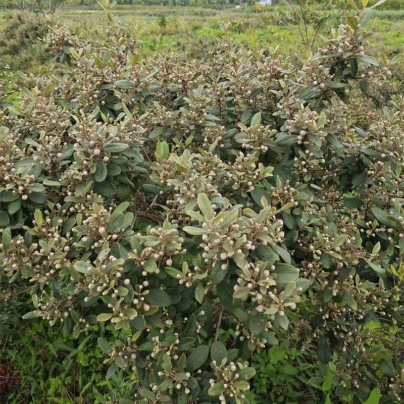 桃金娘树苗山捻子苗乌稔种苗盆景地栽室内阳台庭院种植