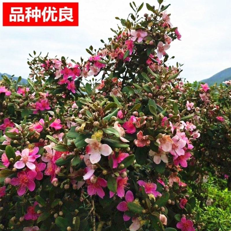 桃金娘树苗山捻子苗乌稔种苗盆景地栽室内阳台庭院种植