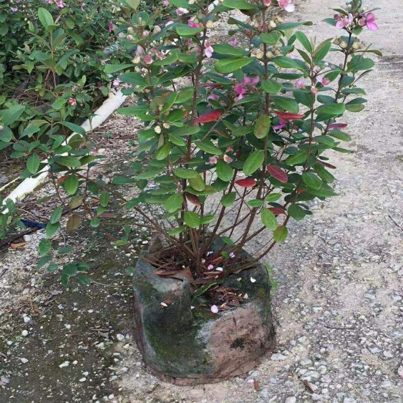 桃金娘树苗山捻子苗乌稔种苗盆景地栽室内阳台庭院种植