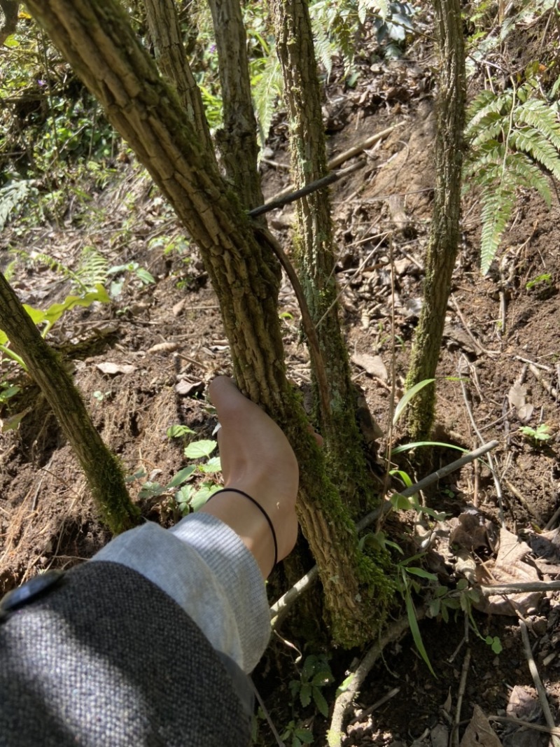 刺黄莲野生新货刺黄莲
