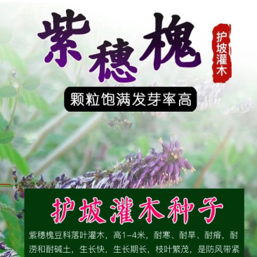 紫穗槐种子护坡灌木种子发芽率高包邮特价紫穗