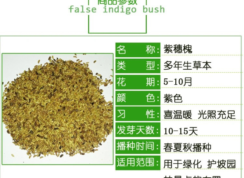 紫穗槐种子护坡灌木种子发芽率高包邮特价紫穗