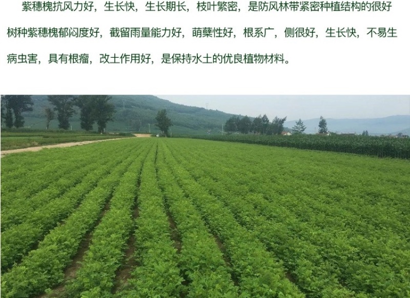紫穗槐种子护坡灌木种子发芽率高包邮特价紫穗