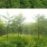 紫穗槐种子护坡灌木种子发芽率高包邮特价紫穗