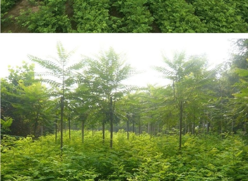紫穗槐种子护坡灌木种子发芽率高包邮特价紫穗