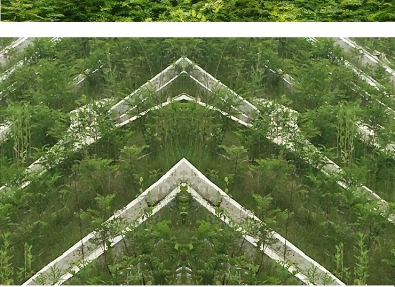 紫穗槐种子护坡灌木种子发芽率高包邮特价紫穗