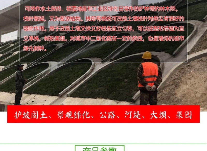 紫穗槐种子护坡灌木种子发芽率高包邮特价紫穗